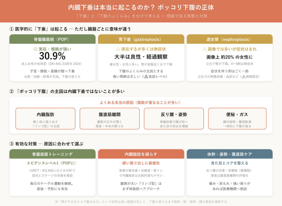 内臓下垂は本当に起こるのか？ポッコリ下腹の正体と対策のインフォグラフィック